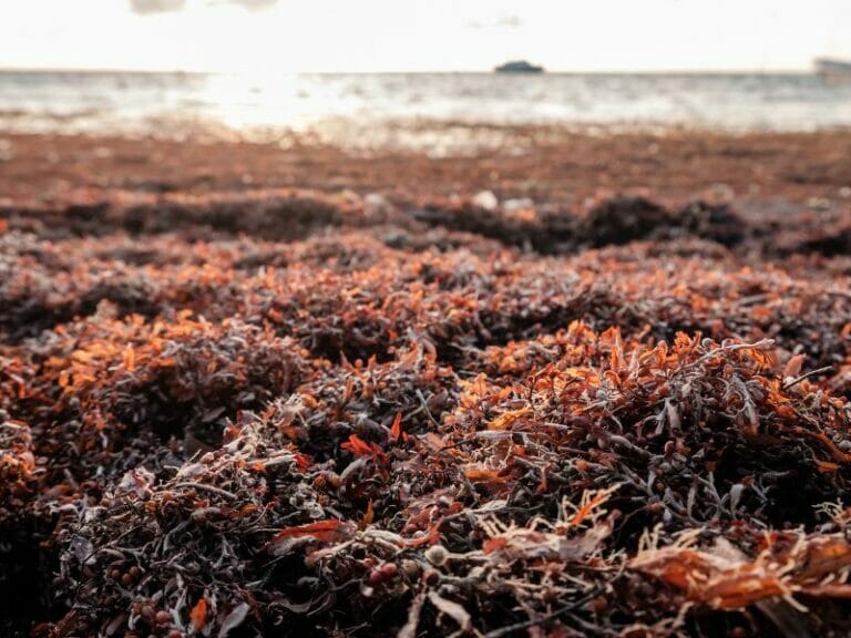 Cancun Seaweed Season When is it and How to Avoid it?